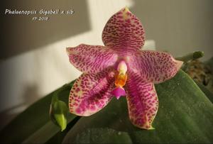 Phalaenopsis Gigabell