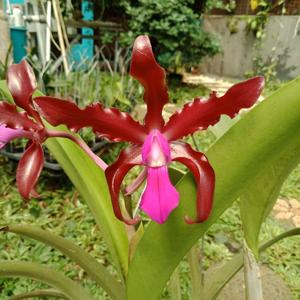 Laeliocattleya Mi Morena