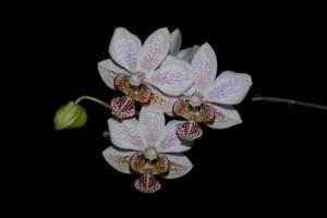 Phalaenopsis Fine Art