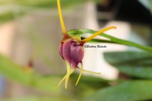 Masdevallia weberbaueri-impostor