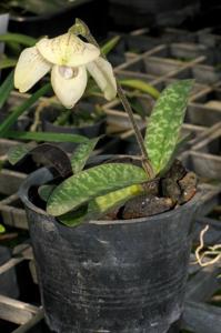 Paphiopedilum Nathaniel's Clarity