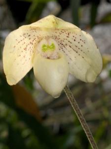 Paphiopedilum Nathaniel's Clarity