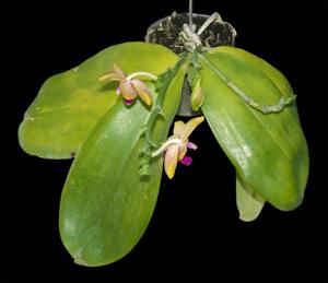 Phalaenopsis Chienlung Bear Ambo