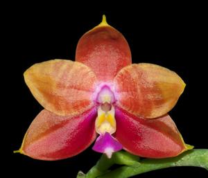 Phalaenopsis Chienlung Bear Ambo