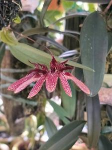Bulbophyllum Meen Buddy