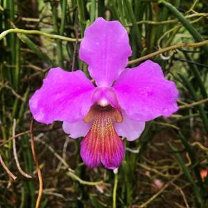 Papilionanthe Snowdon