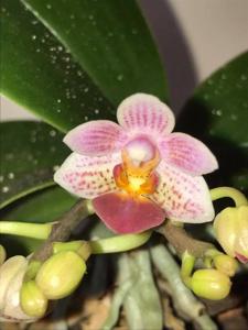 Phalaenopsis Fantasy Musick