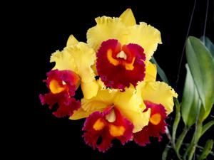 Rhyncholaeliocattleya Nakornchaisri Delight