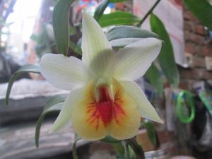 Dendrobium Christy Dawn