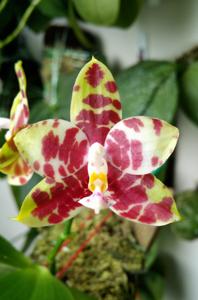 Phalaenopsis Hannover Passion