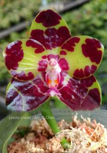 Phalaenopsis YangYang Gigan Cherry