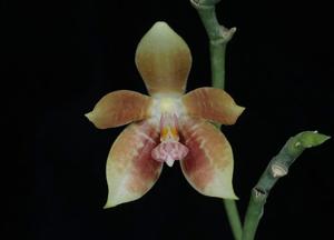 Phalaenopsis Mystic Princess