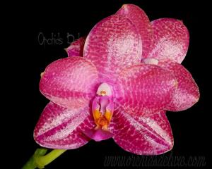 Phalaenopsis LD Sun Dragon