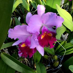 Cattleya John Bishop