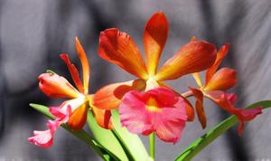 Bullara Redland Sunset