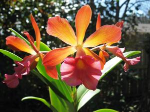 Bullara Redland Sunset