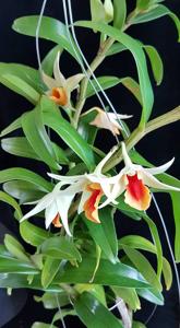 Dendrobium Jiaho Delight