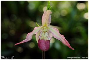 Phragmipedium Calurum