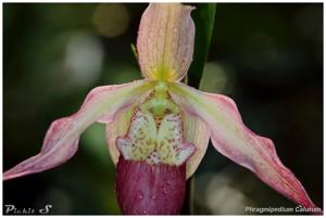 Phragmipedium Calurum