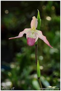 Phragmipedium Calurum