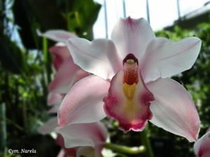 Cymbidium Narela