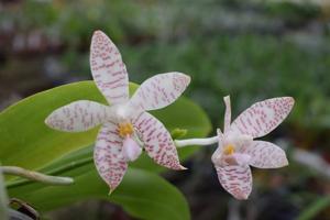 Phalaenopsis Frenchy's Plastic Yellow