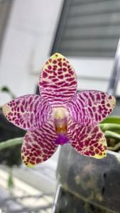 Phalaenopsis Germaine Vincent-gigantea