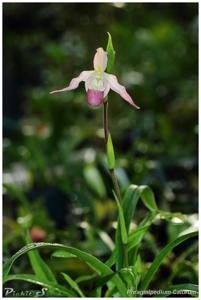 Phragmipedium Calurum