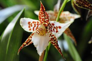 Rhynchostele humeana