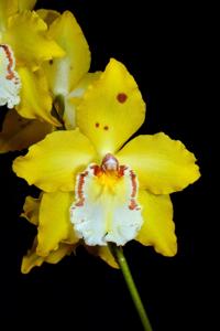 Oncidium Stonehurst Yellow