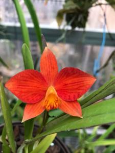 Cattleya Teipels Optima