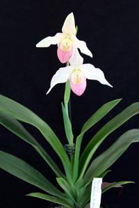 Phragmipedium Indolina Rubyfire