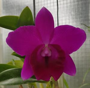 Cattleya Mini Purple