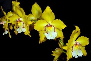 Oncidium Stonehurst Yellow