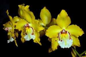 Oncidium Stonehurst Yellow