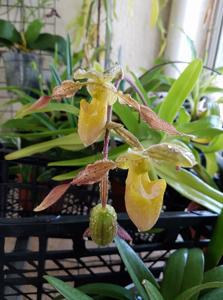 Paphiopedilum Honey