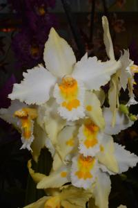 Oncidium Pancho