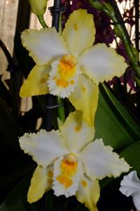 Oncidium Pancho