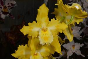 Oncidium George McMahon