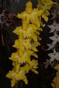 Oncidium George McMahon