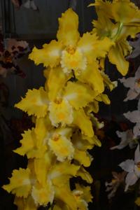 Oncidium George McMahon