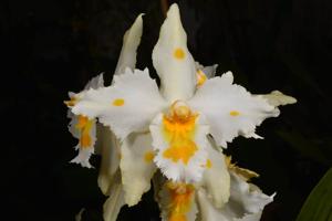 Oncidium Pancho