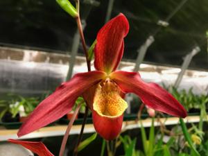 Phragmipedium Memoria Dick Clements