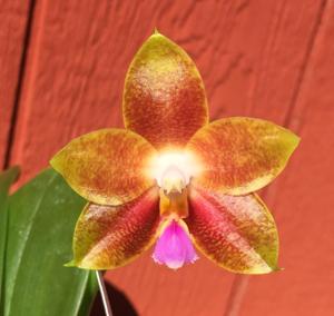 Phalaenopsis Pylo's Superman