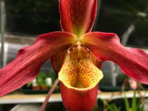 Phragmipedium Memoria Dick Clements