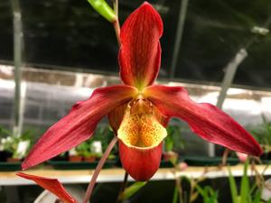 Phragmipedium Memoria Dick Clements