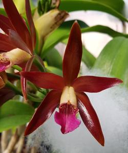 Cattlianthe Chocolate Drop