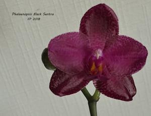 Phalaenopsis Black Sentra