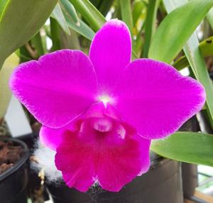 Cattleya Mini Purple