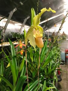 Phragmipedium Mont Fallu